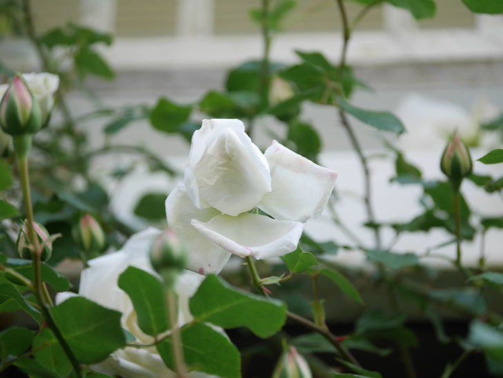 新雪(Shinsetsu)の花が咲いた。ツルバラ。2022年-050.jpg