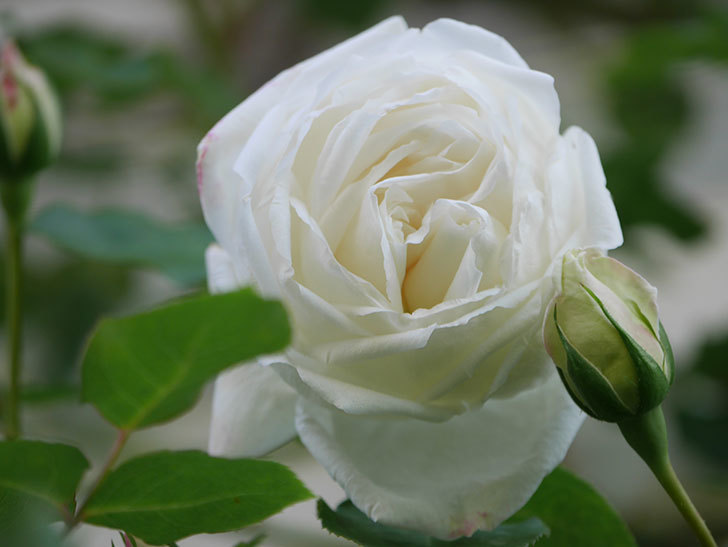新雪(Shinsetsu)の花が咲いた。ツルバラ。2022年-052.jpg