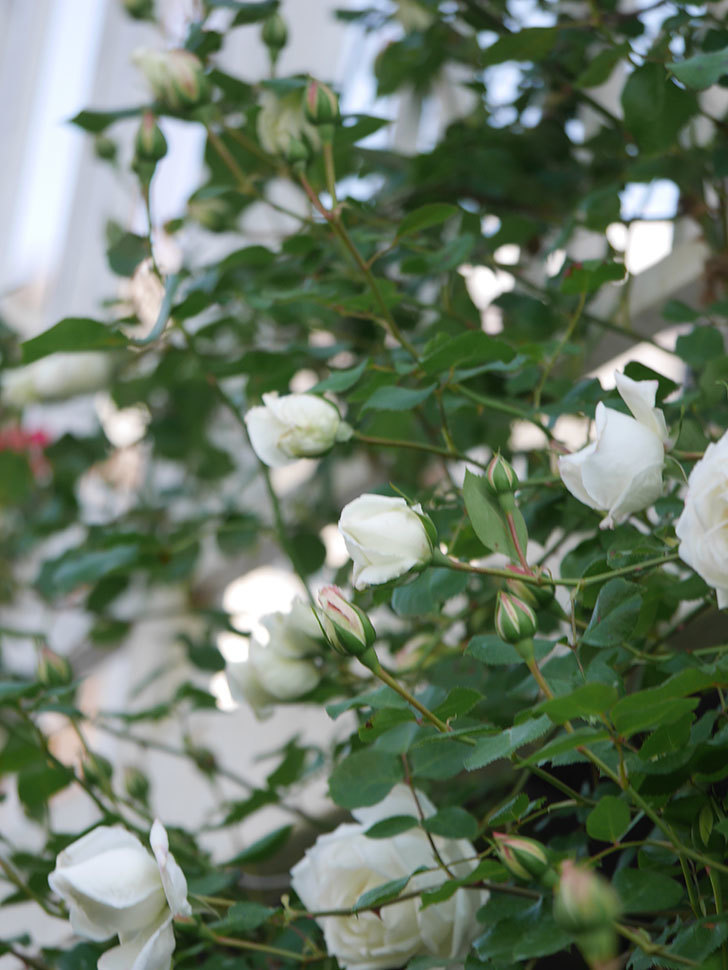 新雪(Shinsetsu)の花が咲いた。ツルバラ。2022年-054.jpg