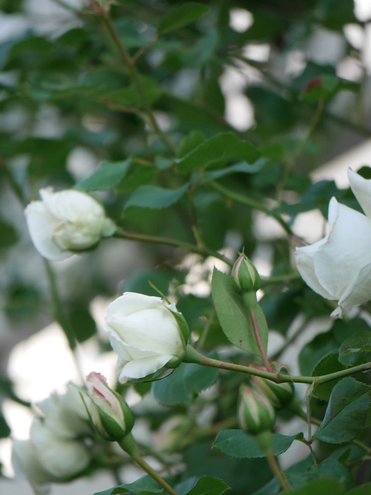 新雪(Shinsetsu)の花が咲いた。ツルバラ。2022年-055.jpg