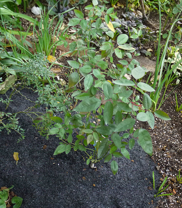 春に買ったムタビリス(木立バラ)の新苗を地植えした。2016年-1.jpg