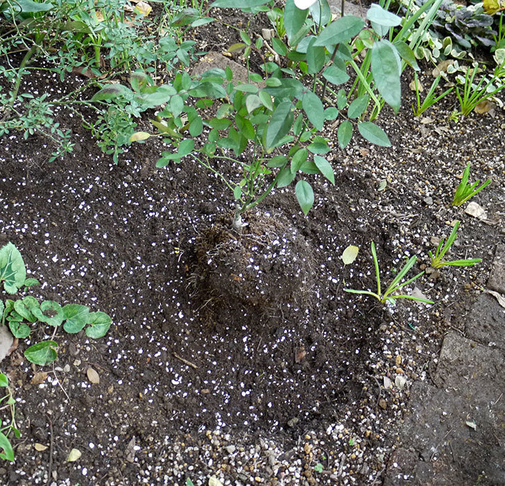 春に買ったムタビリス(木立バラ)の新苗を地植えした。2016年-14.jpg