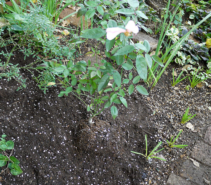 春に買ったムタビリス(木立バラ)の新苗を地植えした。2016年-15.jpg