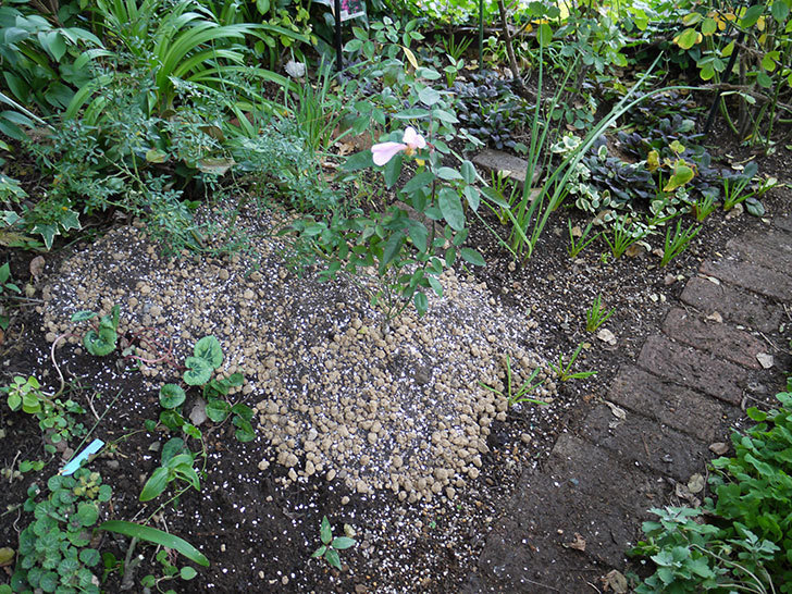 春に買ったムタビリス(木立バラ)の新苗を地植えした。2016年-17.jpg
