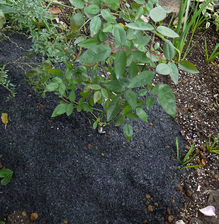 春に買ったムタビリス(木立バラ)の新苗を地植えした。2016年-20.jpg