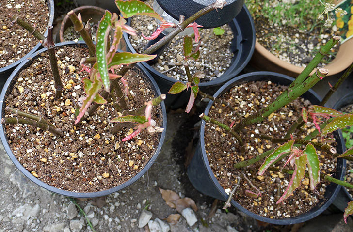 木立性ベゴニアをスリット鉢に植え替えた。2016年-1.jpg