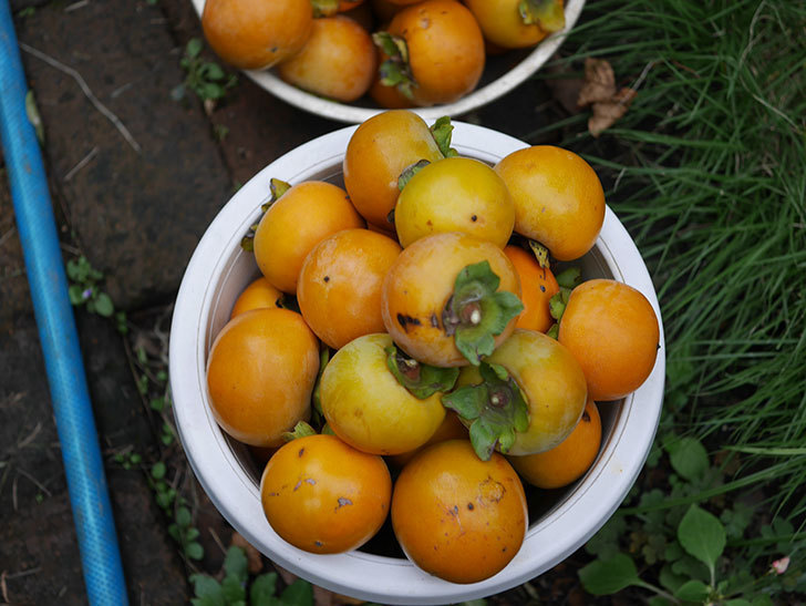 柿の収穫をした。2020年-006.jpg