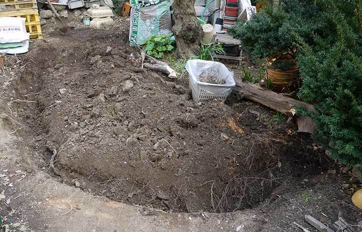 梅の木に寒肥をやるための穴掘りをした。2016年-5.jpg