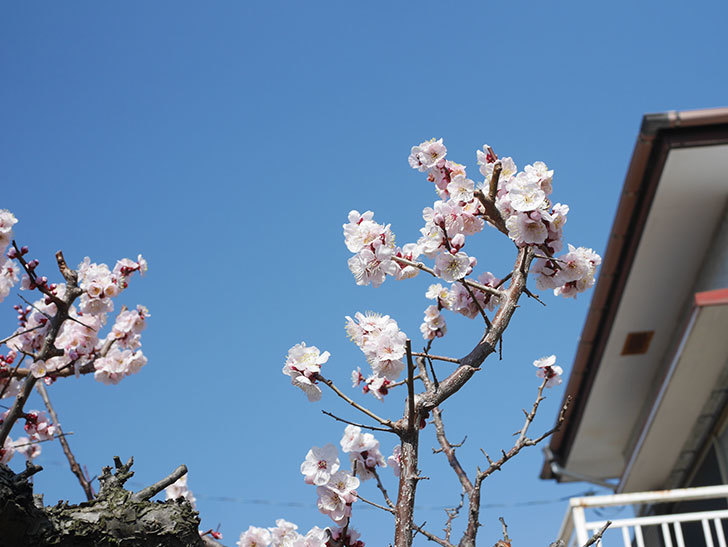 梅の花が満開になった。2022年-002.jpg