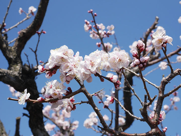 梅の花が満開になった。2022年-003.jpg