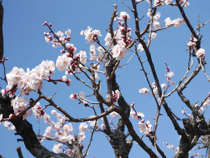 梅の花が満開になった。2022年-008.jpg