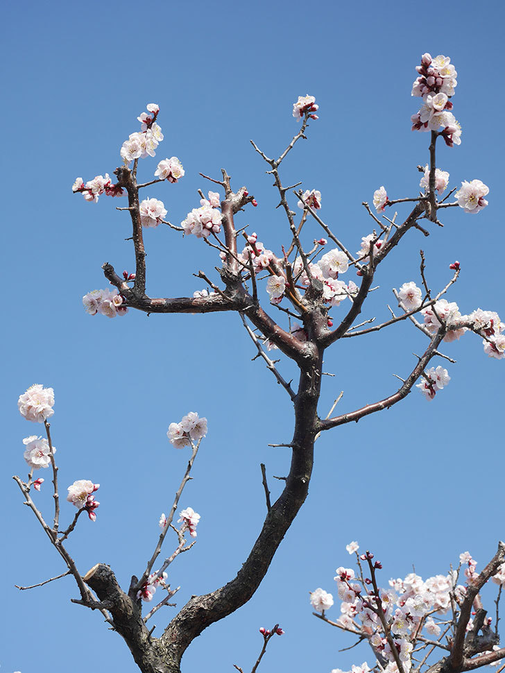 梅の花が満開になった。2022年-016.jpg