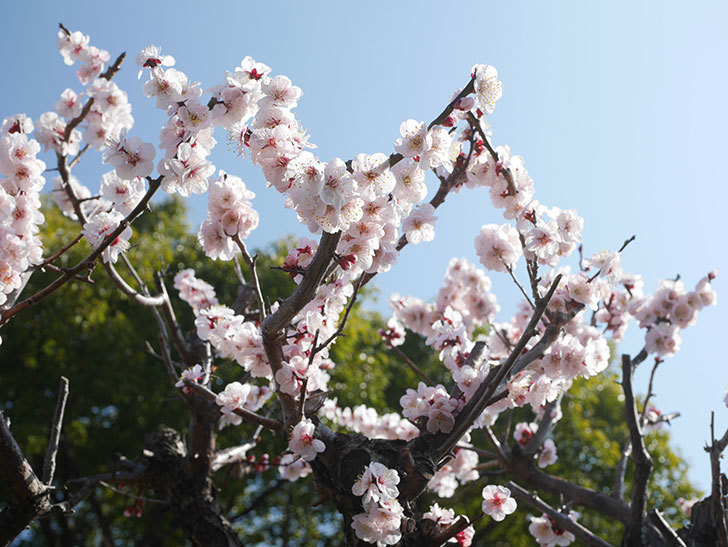 梅の花が満開になった。2022年-027.jpg