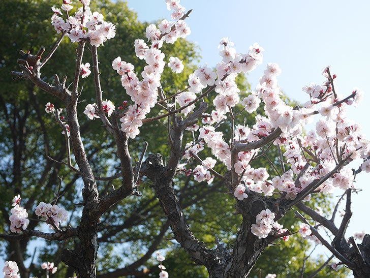 梅の花が満開になった。2022年-029.jpg