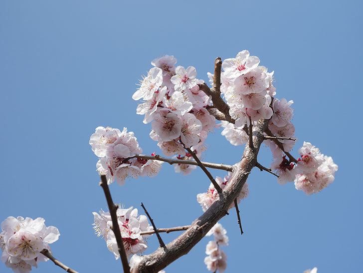 梅の花が満開になった。2022年-033.jpg
