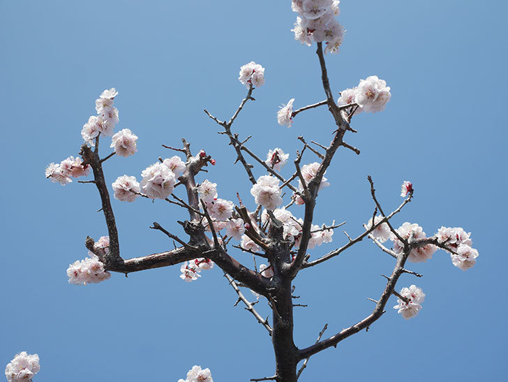 梅の花が満開になった。2022年-037.jpg