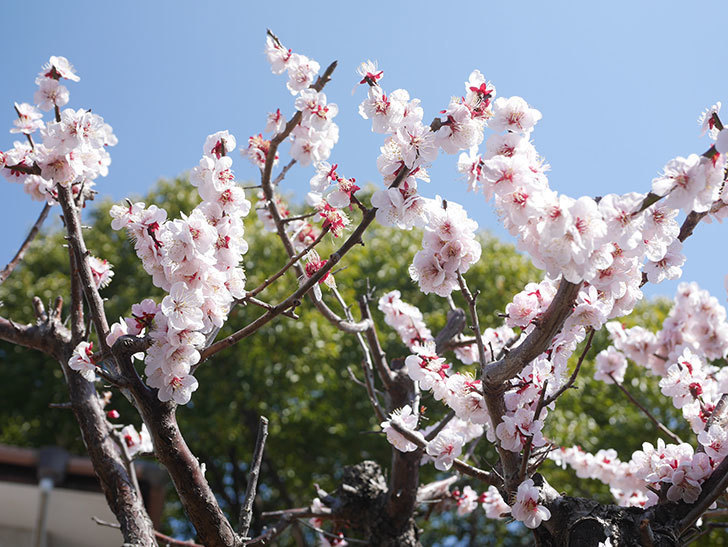 梅の花が満開になった。2022年-043.jpg