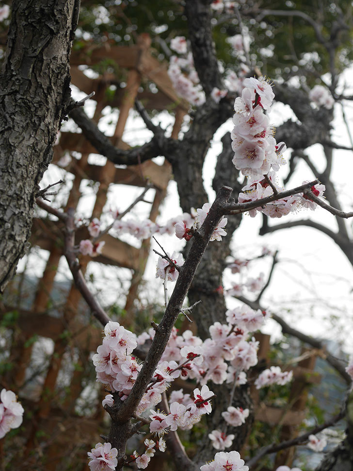 梅の花が満開になった。2022年-053.jpg