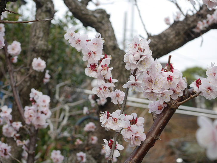 梅の花が満開になった。2022年-055.jpg