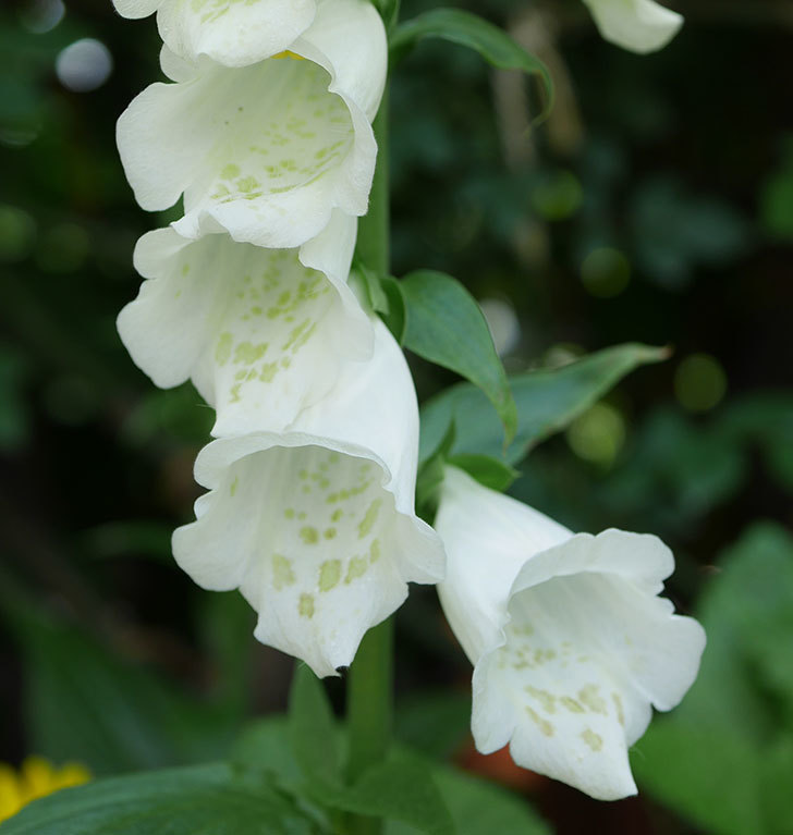 白いジギタリスの花が咲いた。2019年-2.jpg