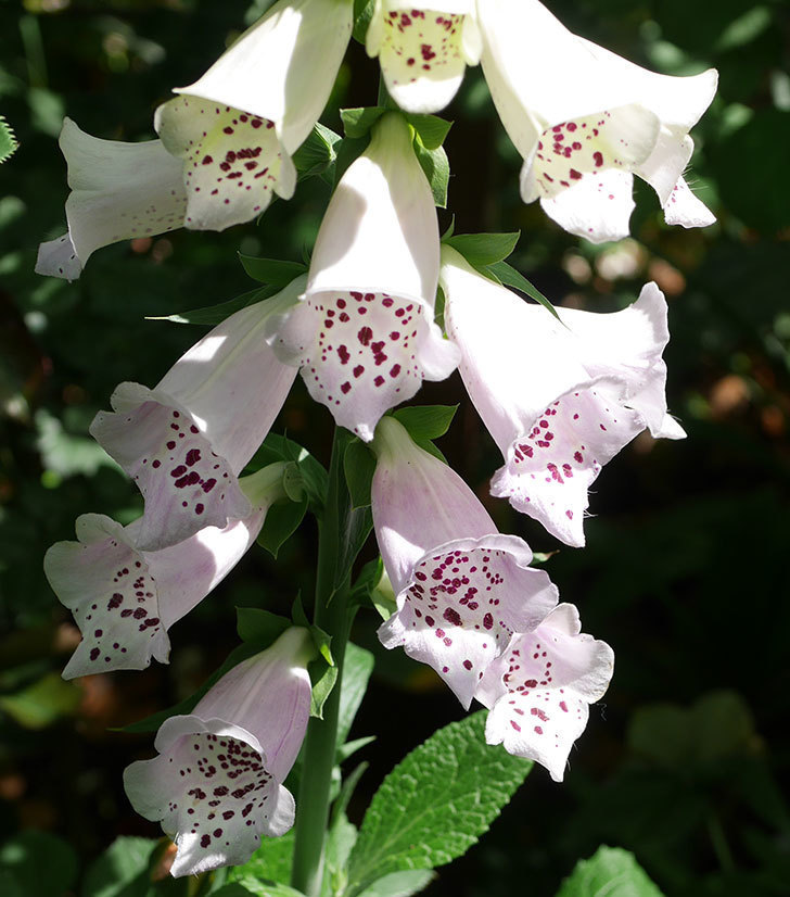 白いジギタリスの花が咲いた。2019年-7.jpg