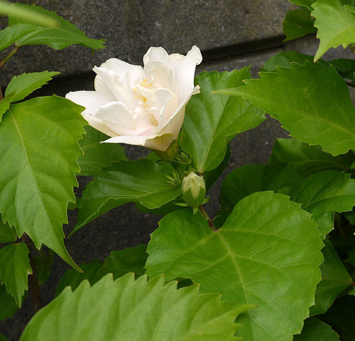 白いハイビスカスが久しぶりに咲いた。2016年-3.jpg