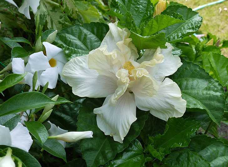白いハイビスカスが咲いた。2015年-2.jpg