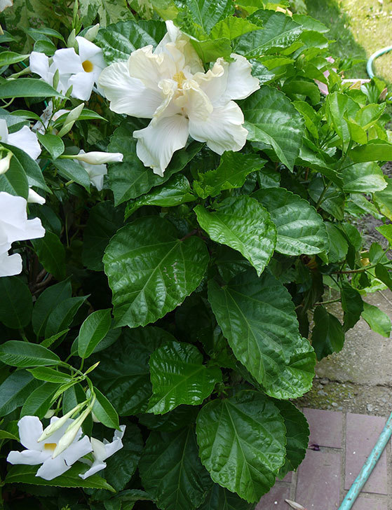 白いハイビスカスが咲いた。2015年-3.jpg