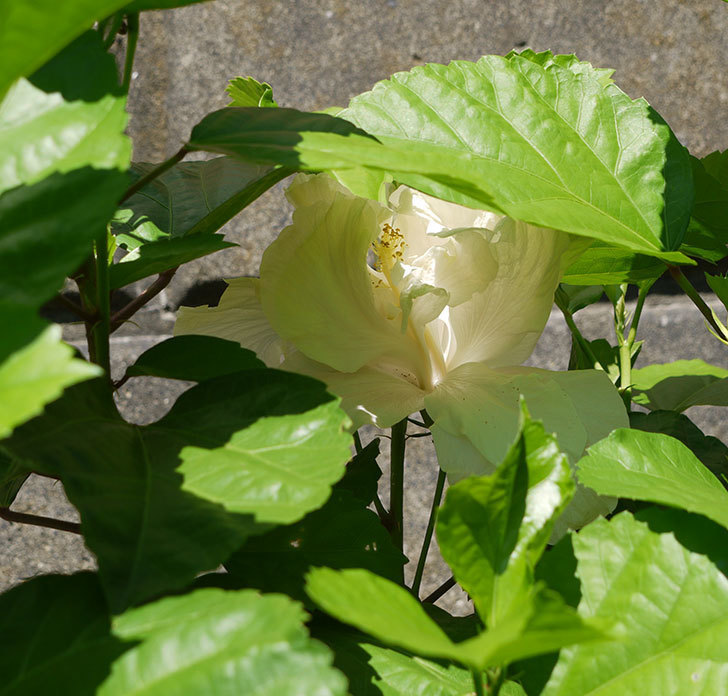 白いハイビスカスが咲いた。2016年-6.jpg