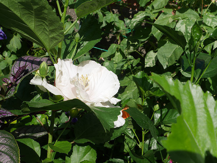 白いハイビスカスの花が咲いた。2019年-2.jpg