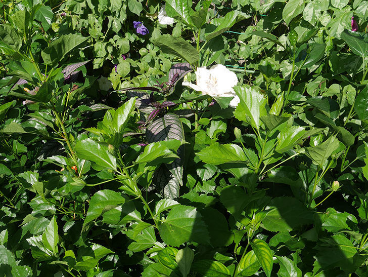 白いハイビスカスの花が咲いた。2019年-4.jpg
