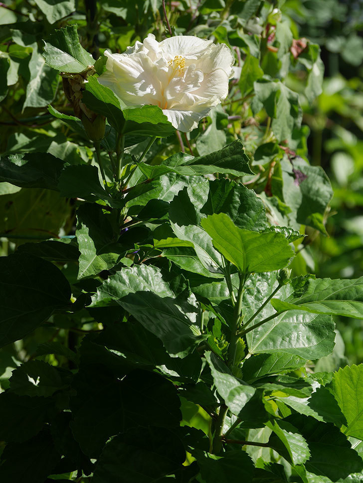 白いハイビスカスの花が咲いた。2020年-009.jpg