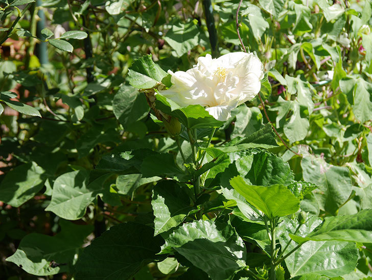 白いハイビスカスの花が咲いた。2020年-010.jpg