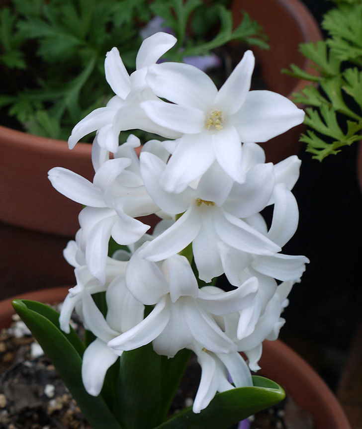 白いヒヤシンスが咲いた。2017年-2.jpg