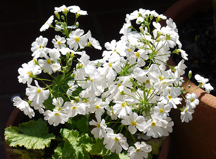 白いプリムラ・マラコイデス（メラコイデス）が咲いた2.jpg