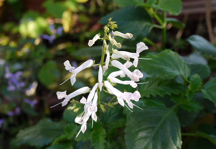 白いプレクトランサスの花が咲いた。2015年-1.jpg