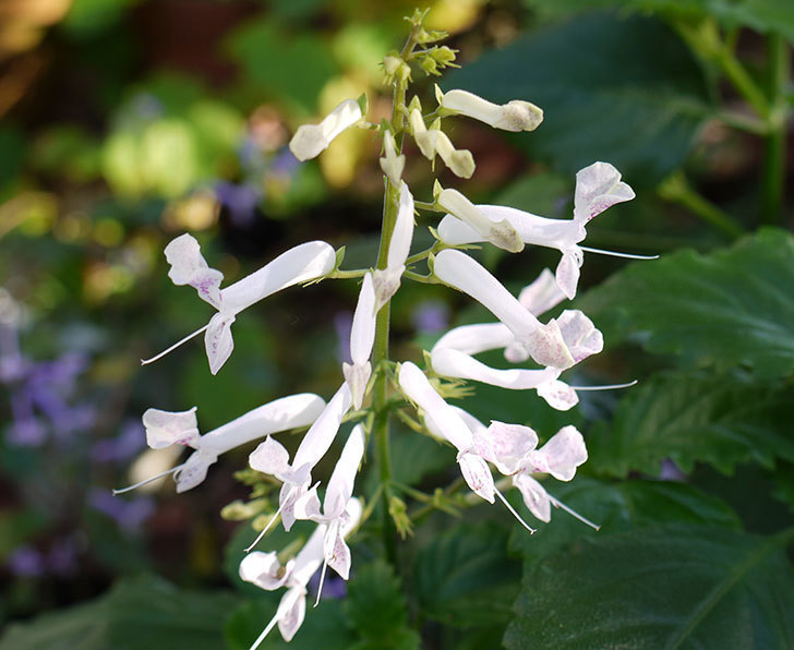 白いプレクトランサスの花が咲いた。2015年-2.jpg