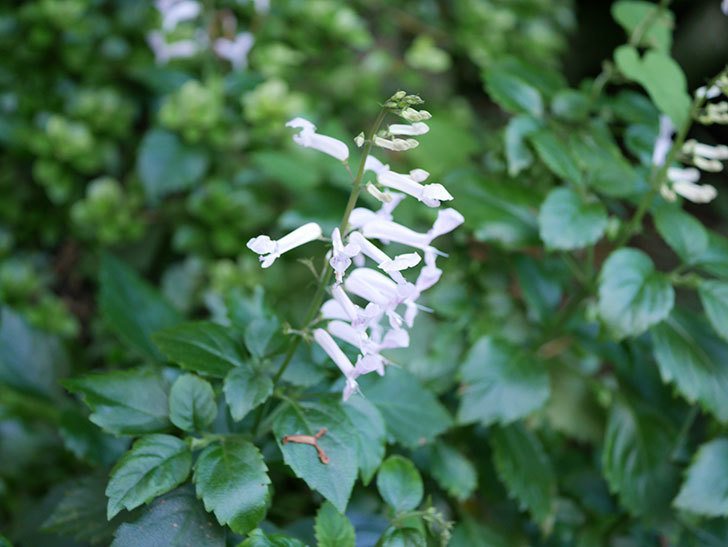 白いプレクトランサスの花が咲いた。2020年-005.jpg