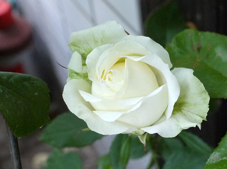 白いミニバラが綺麗に咲いた。2016年-2.jpg