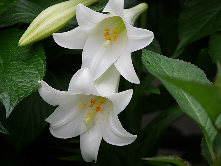 白いユリが3個咲いた。2019年-5.jpg