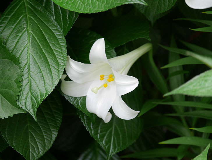 白いユリが3個咲いた。2019年-6.jpg