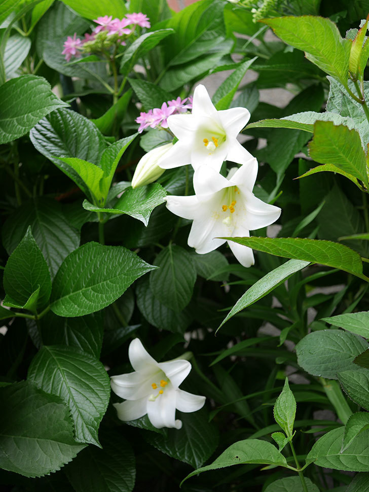 白いユリが3個咲いた。2019年-7.jpg