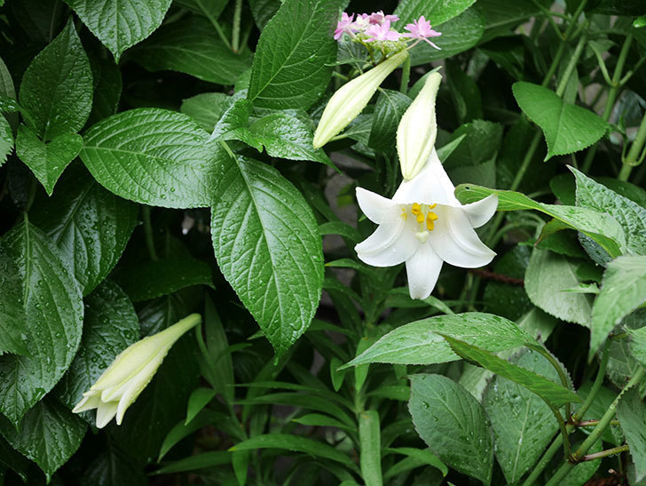 白いユリが咲いた。2019年-9.jpg