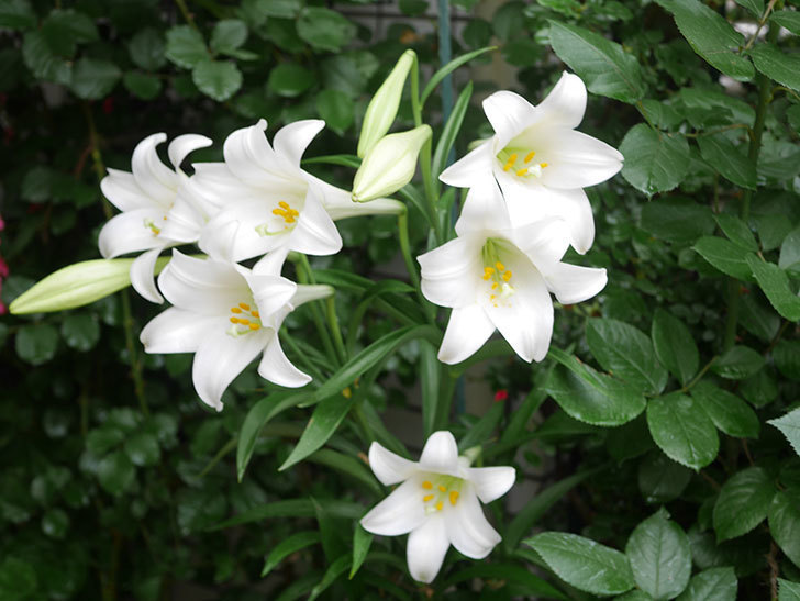 白いユリの花が増えてきた。2021年-001.jpg