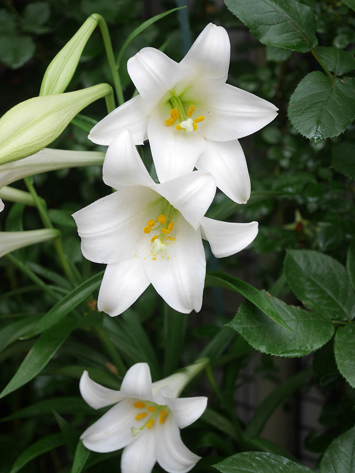 白いユリの花が増えてきた。2021年-004.jpg