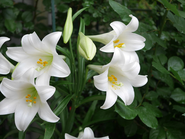 白いユリの花が増えてきた。2021年-005.jpg