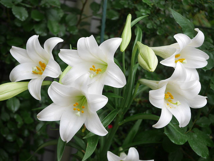 白いユリの花が増えてきた。2021年-006.jpg