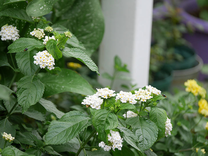 白いランタナが咲いた 年 花 02memo日記