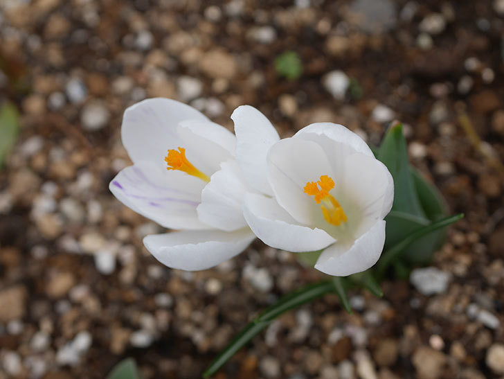 白のクロッカスの花が咲いた。2022年-001.jpg