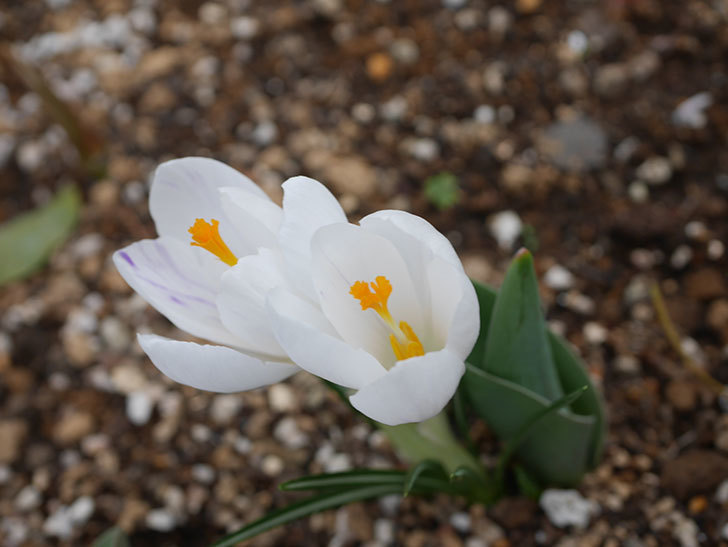 白のクロッカスの花が咲いた。2022年-003.jpg